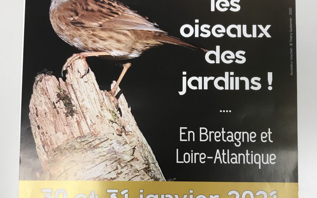Défi biodiversité : observation des oiseaux